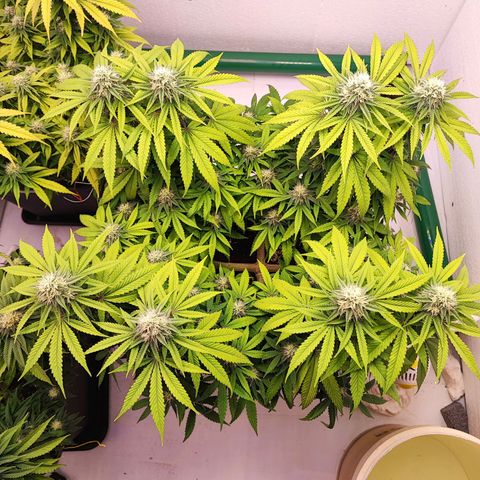 Gorilla Girl #1 growlog timeline photo