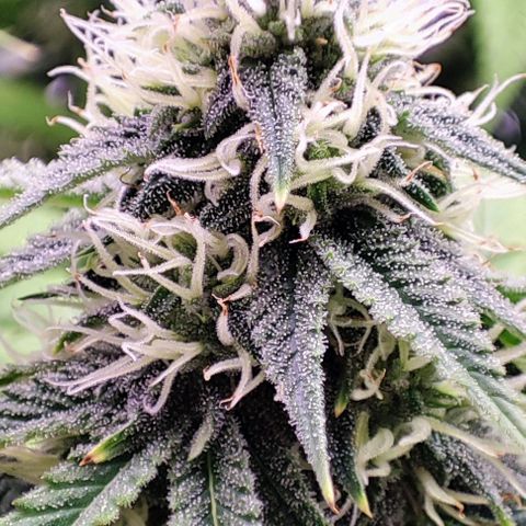 Gorilla Girl #1 growlog timeline photo