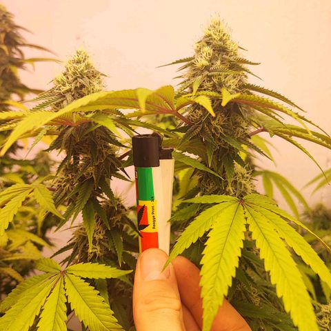 Gorilla Girl #1 growlog timeline photo