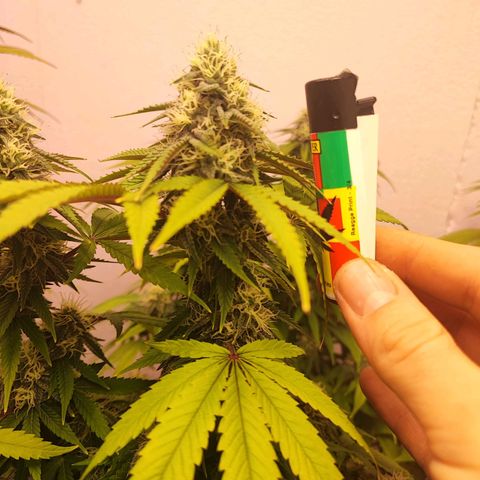Gorilla Girl #1 growlog timeline photo