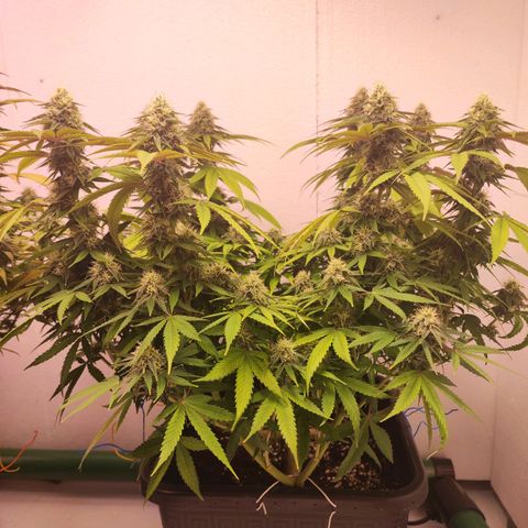 Gorilla Girl #1 growlog timeline photo
