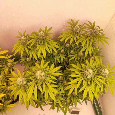 Gorilla Girl #1 growlog timeline photo
