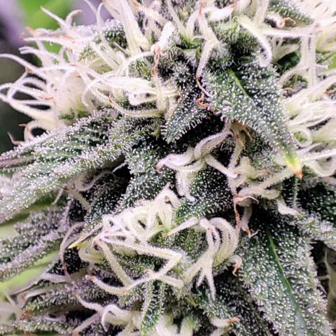 Gorilla Girl #1 growlog timeline photo