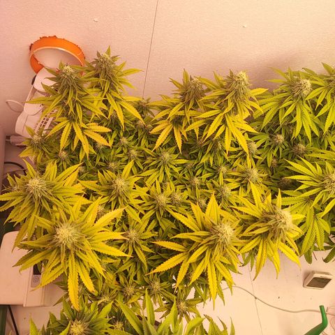 Sensi Purple Kush #1 growlog timeline photo