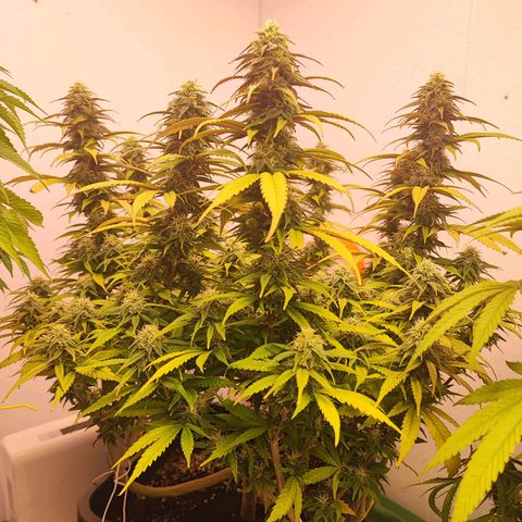 Sensi Purple Kush #1 growlog timeline photo