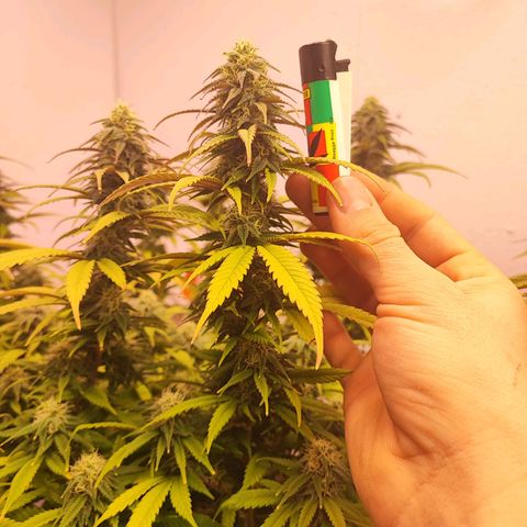 Sensi Purple Kush #1 growlog timeline photo