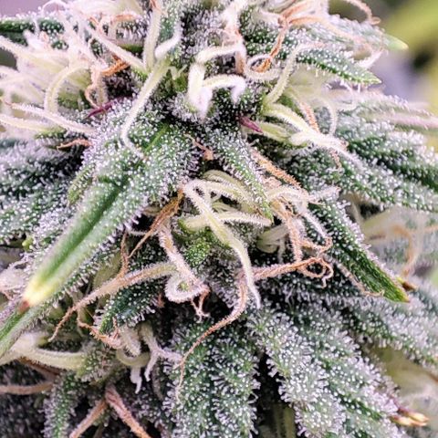 Sensi Purple Kush #1 growlog timeline photo