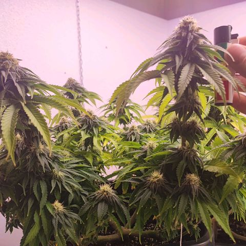 Dos Si Dos 33 #2 growlog timeline photo