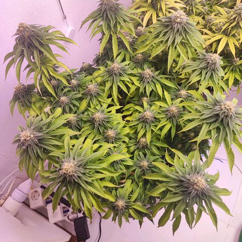 Dos Si Dos 33 #2 growlog timeline photo