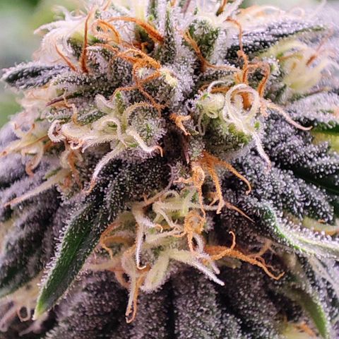 Dos Si Dos 33 #2 growlog timeline photo