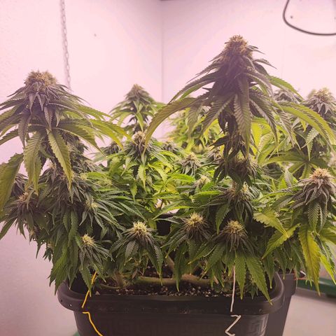 Dos Si Dos 33 #2 growlog timeline photo