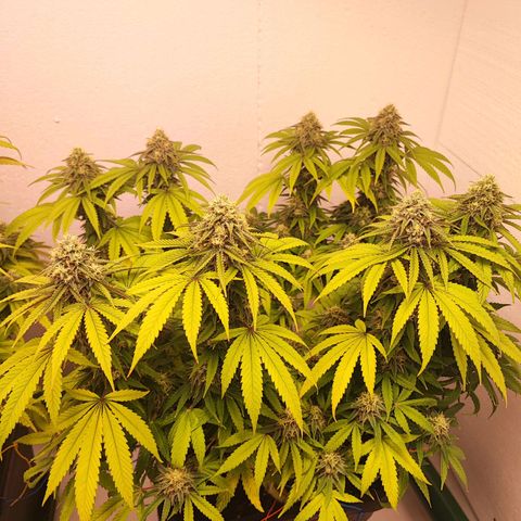 Gorilla Girl #1 growlog timeline photo