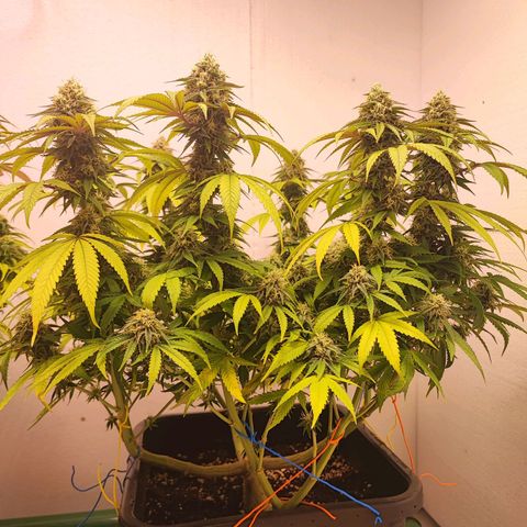 Gorilla Girl #1 growlog timeline photo