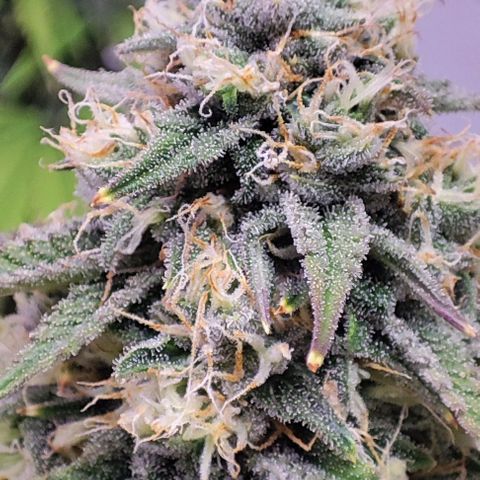 Gorilla Girl #1 growlog timeline photo