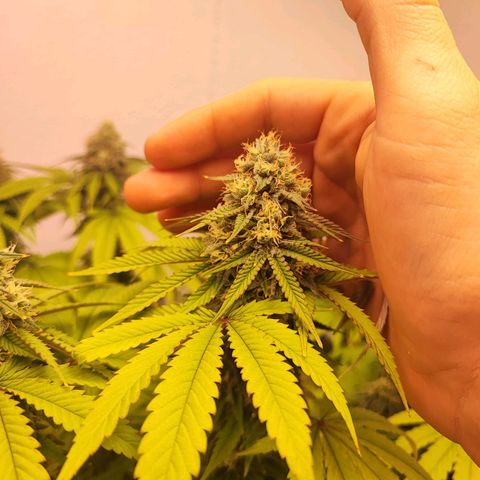 Gorilla Girl #1 growlog timeline photo