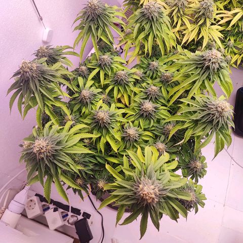 Dos Si Dos 33 #2 growlog timeline photo