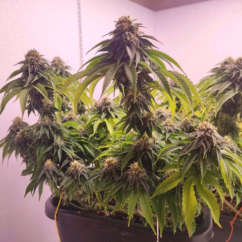 Dos Si Dos 33 #2 growlog timeline photo