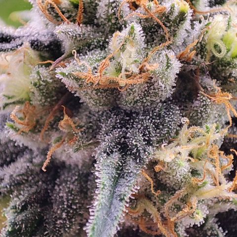Dos Si Dos 33 #2 growlog timeline photo