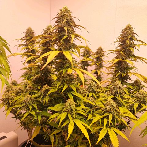 Sensi Purple Kush #1 growlog timeline photo