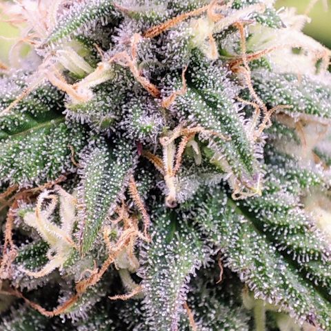 Sensi Purple Kush #1 growlog timeline photo