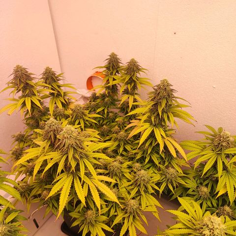Sensi Purple Kush #1 growlog timeline photo