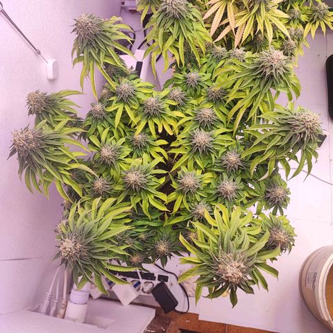 Dos Si Dos 33 #2 growlog timeline photo