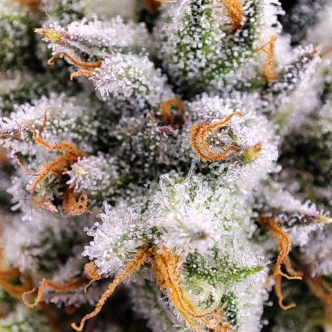 Dos Si Dos 33 #2 growlog timeline photo