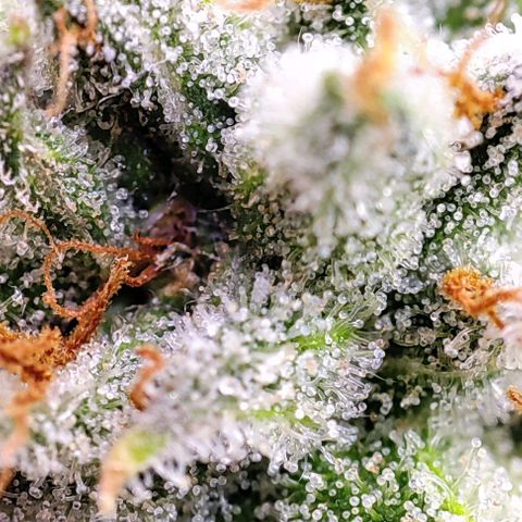 Dos Si Dos 33 #2 growlog timeline photo