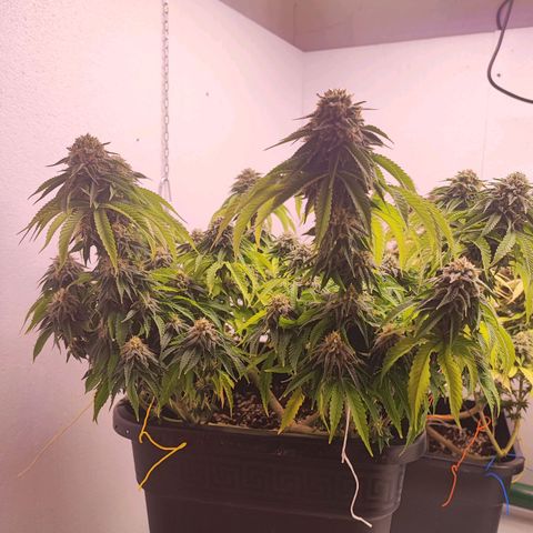 Dos Si Dos 33 #2 growlog timeline photo