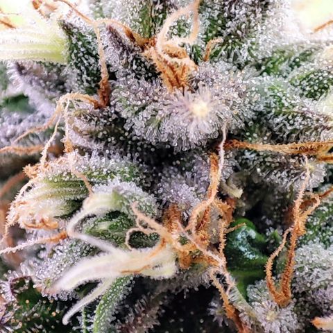 Gorilla Girl #1 growlog timeline photo