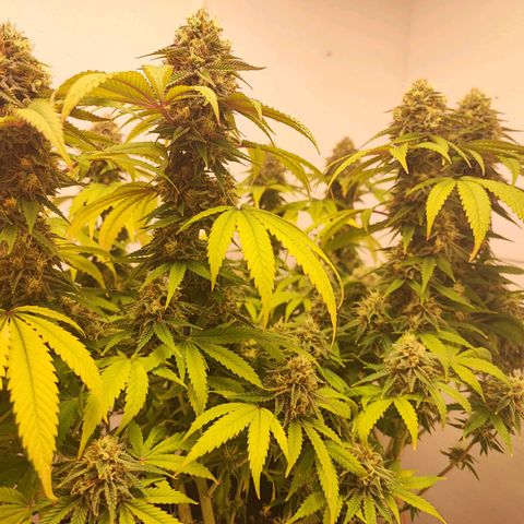 Gorilla Girl #1 growlog timeline photo