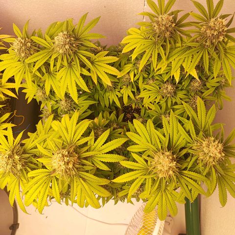 Gorilla Girl #1 growlog timeline photo