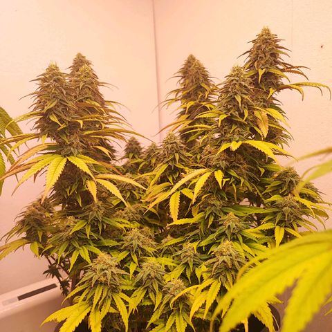 Sensi Purple Kush #1 growlog timeline photo