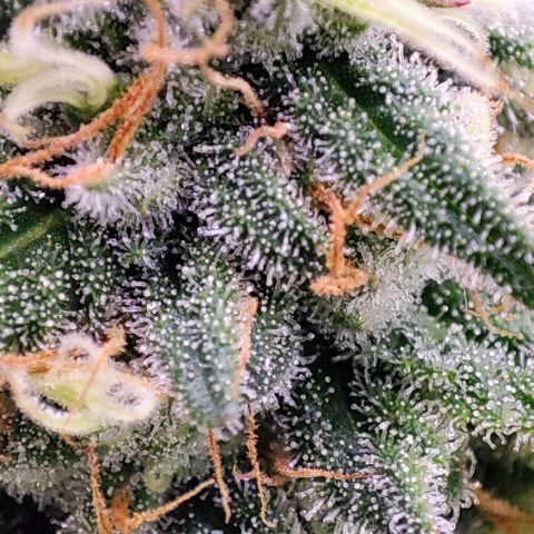 Sensi Purple Kush #1 growlog timeline photo