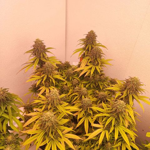 Sensi Purple Kush #1 growlog timeline photo