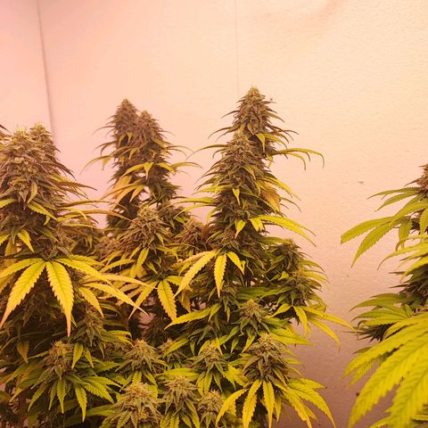Sensi Purple Kush #1 growlog timeline photo