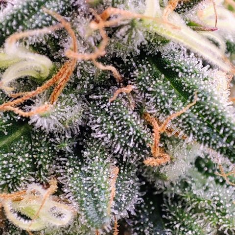 Sensi Purple Kush #1 growlog timeline photo