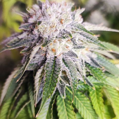 Dos Si Dos 33 #2 growlog timeline photo