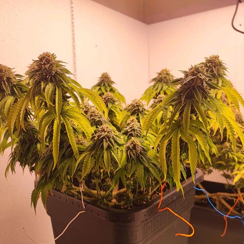 Dos Si Dos 33 #2 growlog timeline photo