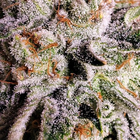 Dos Si Dos 33 #2 growlog timeline photo