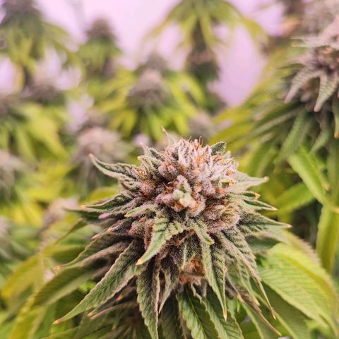 Dos Si Dos 33 #2 growlog timeline photo