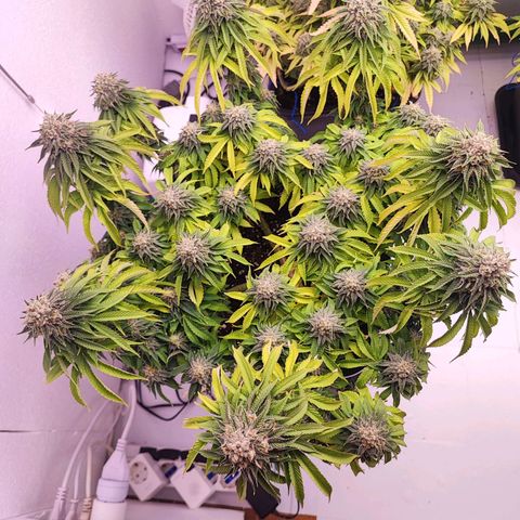 Dos Si Dos 33 #2 growlog timeline photo
