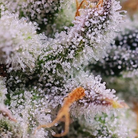 Dos Si Dos 33 #2 growlog timeline photo