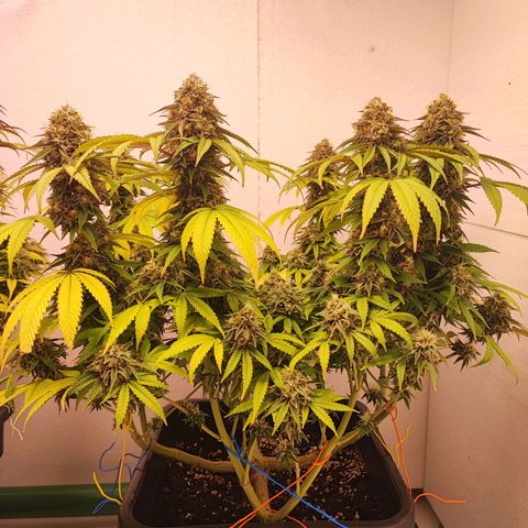 Gorilla Girl #1 growlog timeline photo