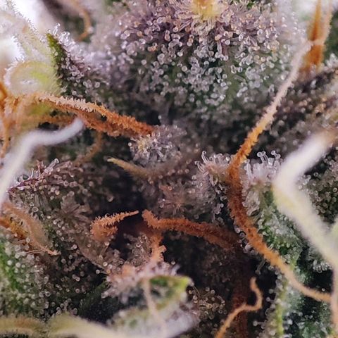 Gorilla Girl #1 growlog timeline photo