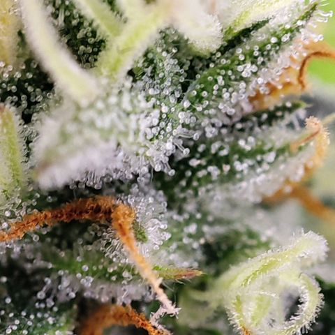 Gorilla Girl #1 growlog timeline photo
