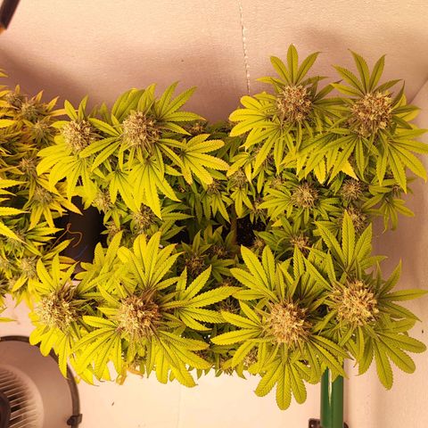 Gorilla Girl #1 growlog timeline photo