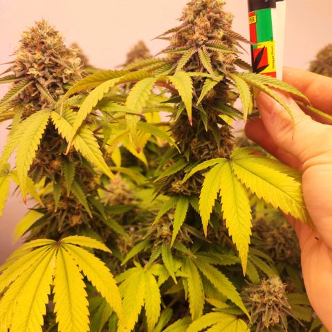 Gorilla Girl #1 growlog timeline photo
