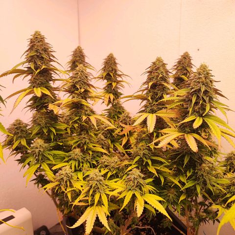 Sensi Purple Kush #1 growlog timeline photo