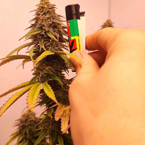 Sensi Purple Kush #1 growlog timeline photo